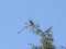 Μυγοχάφτης  -  Spotted Flycatcher