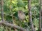 Σπουργίτης (θηλ.) - House Sparrow (female) 