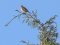 Μυγοχάφτης  -  Spotted Flycatcher 