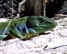 Green-Lizard 220x180